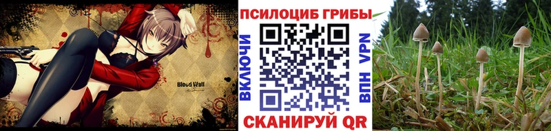 Псилоцибиновые грибы Psilocybine cubensis  закладка  Белая Калитва 